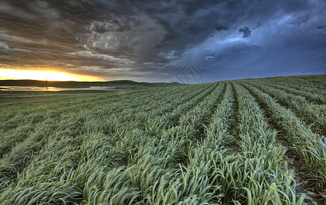 新种植作物天气环境风暴面粉草地风景太阳地平线植物牧歌图片