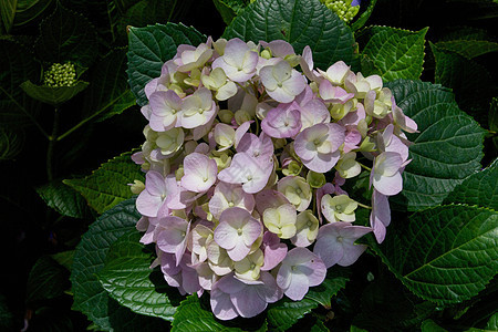 鲜花粉色植物紫色绿色叶子植物群图片
