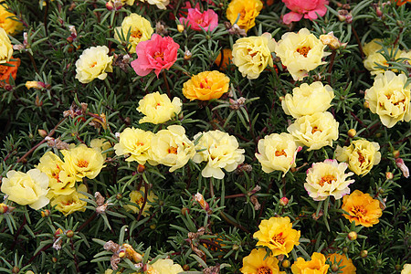 许多明花花瓣花园公园草地植物群晴天场地墙纸生活季节图片