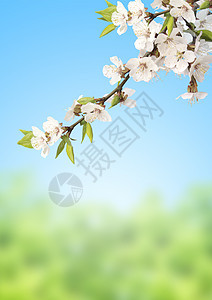 樱花花树叶植物活力植物群天空季节绿色白色樱花叶子图片