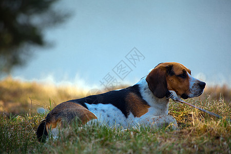 Beagle 狗狗爪子犬类摄影哺乳动物三色水平猎犬宠物动物毛皮图片