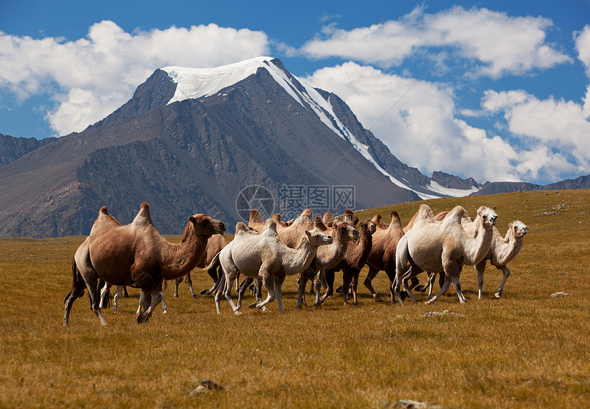 牧骆驼对山 阿尔泰山 蒙古图片