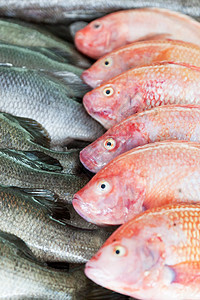 鱼市柜台上新鲜捕获的海鱼动物鲈鱼饮食盘子美食送货鱼片钓鱼团体海鲜图片