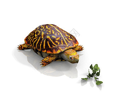 海龟乌龟蔬菜食物两栖沙拉爬虫动物图片
