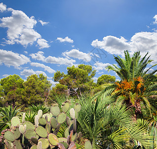 带有仙人掌的景观热带花园异国蓝色农村干旱天空国家脊柱植物学图片