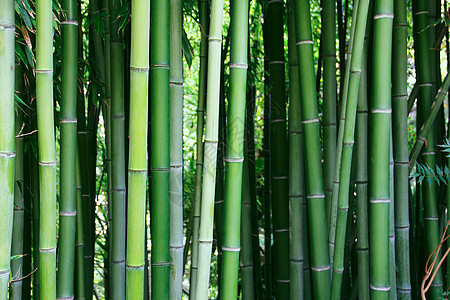 竹子花园环境叶子园艺生长丛林木头边界森林热带图片