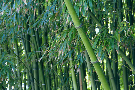 竹子边界热带生态生长叶子文化环境花园木头园艺图片