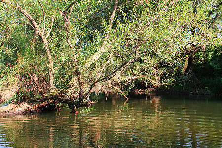 森林河现场石头林地叶子环境自然反射溪流苔藓荒野沼泽图片