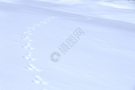 雪上动物痕迹爪子白色小路冻结旅行脚印打猎野生动物荒野踪迹图片