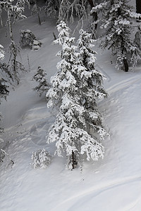冬季山中美丽的林林假期旅行阳光树木季节木头高地公园环境国家图片