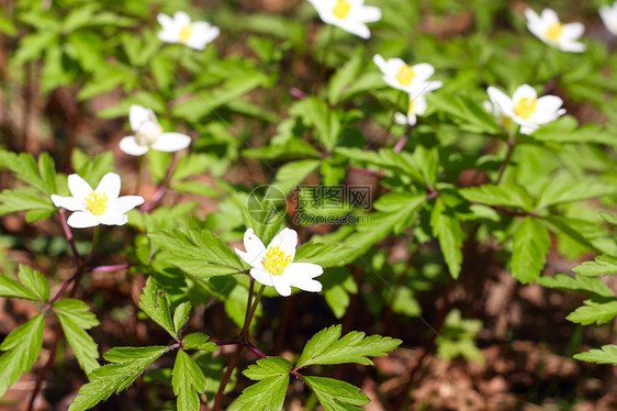 风之花特写森林毛茛白色花瓣植物宏观植物学绿色植物群花园图片