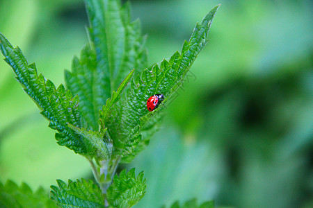 叶子上的虫植物植物学动物生活环境草地黑色绿色红色花园图片