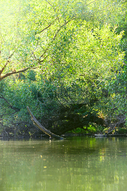 森林河现场场景岩石沼泽旅行山脉流动反射荒野林地叶子图片