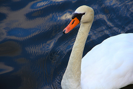 白天鹅白色羽毛海浪翅膀荒野动物游泳脖子黑色池塘图片
