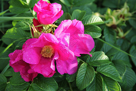 鲜花的野生玫瑰花瓣季节公园蓝色花园荒野园艺墙纸宏观植物学图片