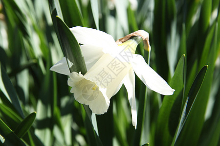 白自恋叶子黄色植物群宏观植物白色水仙花花园花瓣场地图片