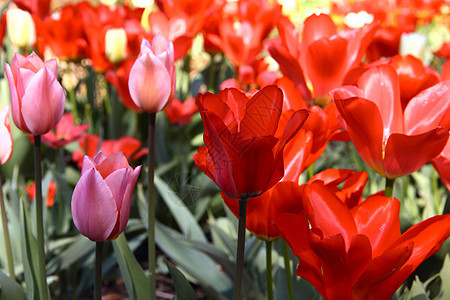 春季郁金香绿色植物花瓣环境季节花园植物群粉色红色叶子图片