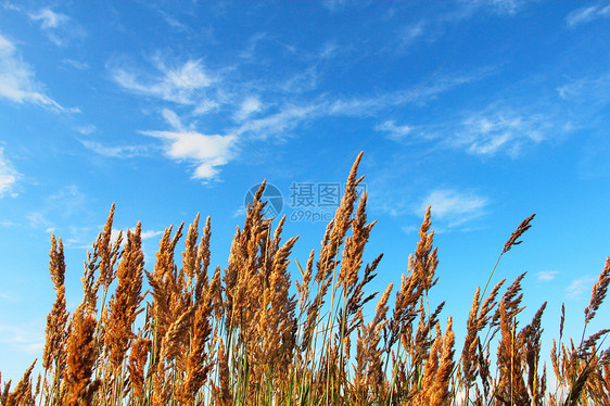 天空背景上的尖刺图片