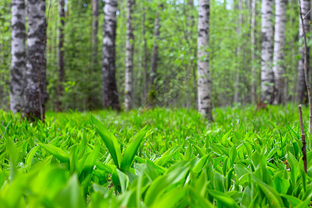 春林植物桦木树木木头树干季节公园生态阳光场景图片