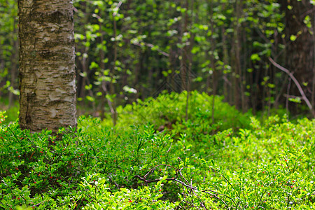 春林阳光林地土地叶子季节日光树木木头场景环境图片