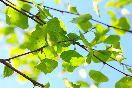 Birch 春春叶叶子天空蓝色环境阳光太阳晴天枝条植物群宏观图片