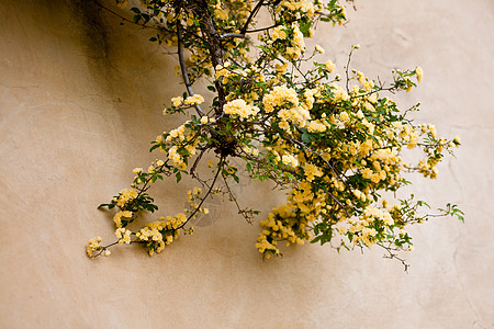 黄玫瑰树叶植物水平衬套植物群玫瑰黄色花园图片