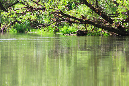 在平静的河流上树丛图片