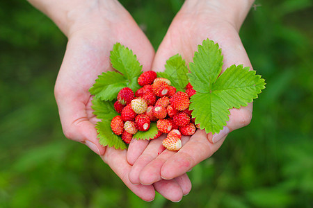 野草莓掌握在手中茶点水果叶子团体白色女士红色绿色森林宏观图片