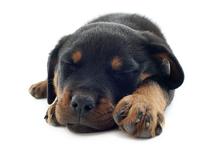 睡不着的鼠宠物小狗纳犬工作室睡眠黑色鼻子动物休息犬类图片