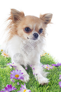 吉瓦华人粉色棕色伴侣白色工作室宠物雏菊黄色动物犬类图片