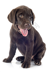 小狗拉布拉多检索器动物巧克力棕色猎狗工作室宠物犬类图片