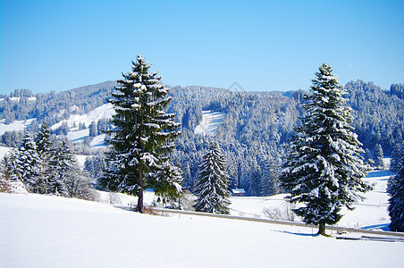 圣诞节天气蓝色天空森林季节性季节小路风景白色图片