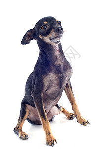 高级微型针头宠物动物犬类黑色棕色工作室背景图片