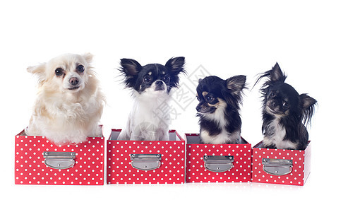 4个吉娃娃工作室伴侣盒子白色宠物礼物动物棕色团体犬类图片