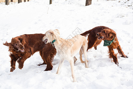 爱尔兰人和猎犬棕色水平姿势跑步二传手黑色动物食肉乐趣宠物图片