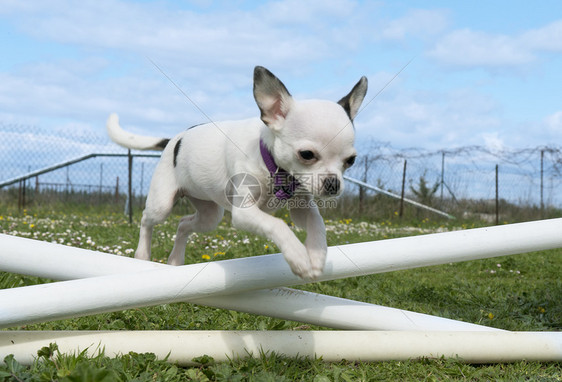 跳跃的吉娃娃闲暇训练犬类运动竞赛动物黑色活动白色伴侣图片