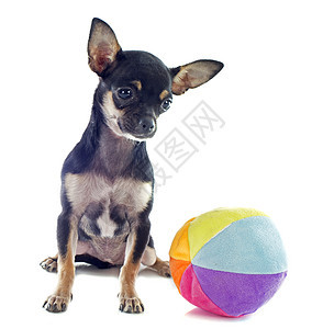 小狗吉娃娃和球黑色动物犬类玩具伴侣宠物工作室图片