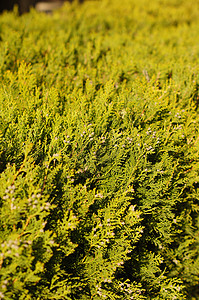 欧洲 Larch叶子植物森林发芽生物学枝条松树种子植物群针叶图片