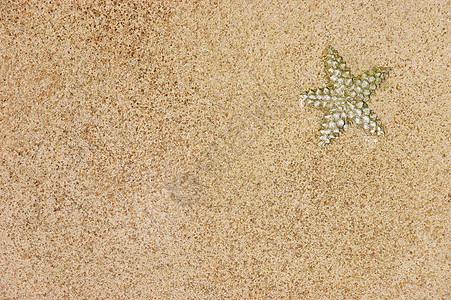 海星在海滩上贝壳自然海岸星星热带图片