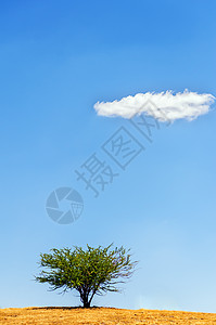 孤树云图片