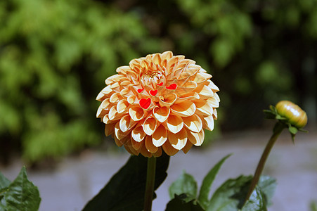 美丽的花朵绿色传单橙子特写培育花瓣花园园丁爱好图片