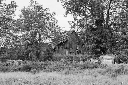 旧破烂仓库木头废墟风化绿色杂草白色黑色疏忽谷仓树木图片