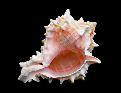 黑色封套8号(Conch)图片