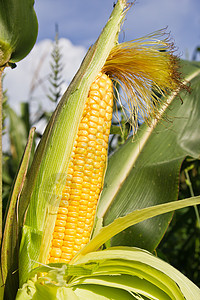 特写玉米在尾随的玉米营养植物店铺内核饮食农场蔬菜粮食玉米芯环境图片