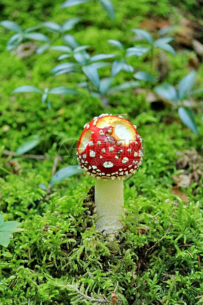 森林里的拖鞋草地食物叶子生物药品木头生物学日光菌类植物图片