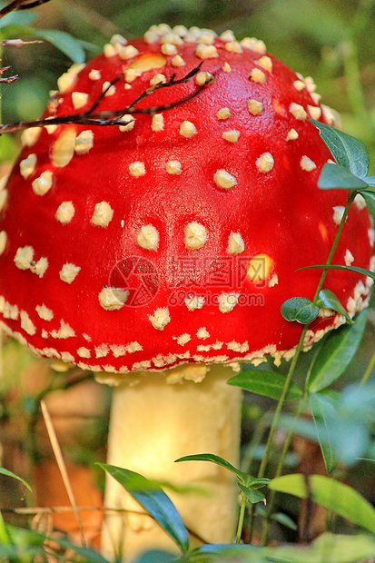 蘑菇森林红色菌类生物学苔藓药品危险叶子毒菌图片