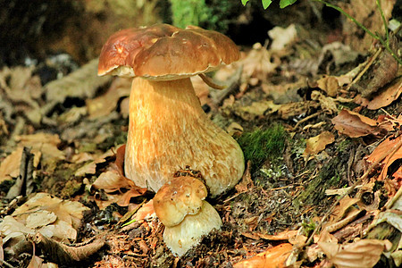 Boletus 蘑菇团体食物菌类饮食苔藓植物季节性棕色蔬菜白色图片