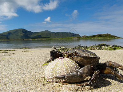 沙滩上的螃蟹自由海胆旅行晴天海湾摄影风景海滩农村旅游图片