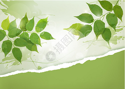 具有绿春叶和碎纸的自然背景 Vec图片