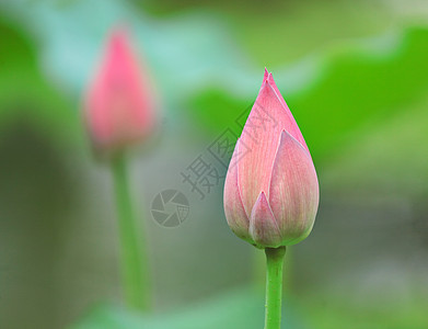 莲花芽生物学核桃属叶子情调植物软垫风化百合植物学花萼图片